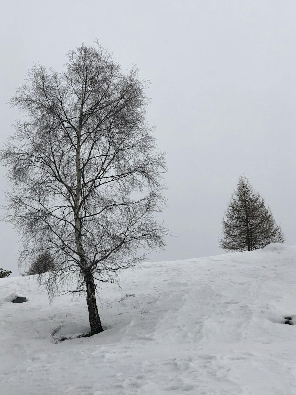 árvores nuas no chão coberto de neve durante o dia