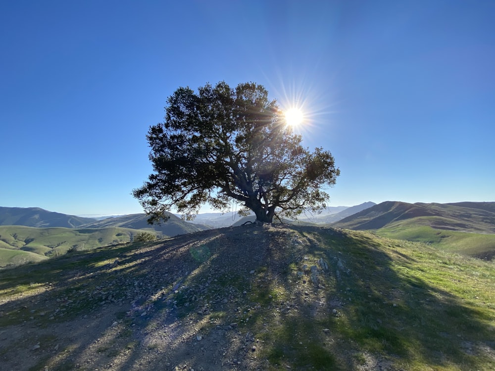 green tree on green grass field under blue sky during daytime