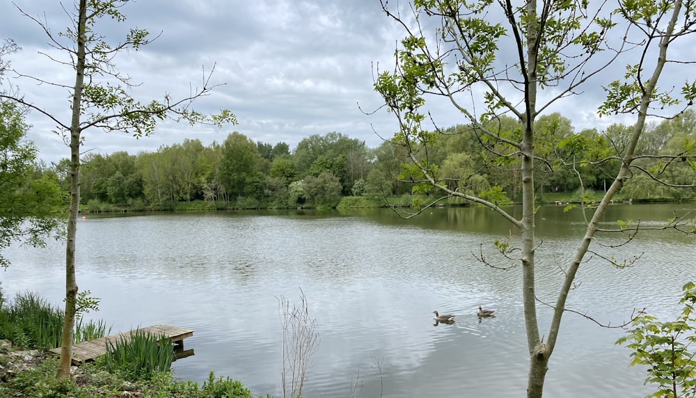 brown wooden dock on lake during daytime