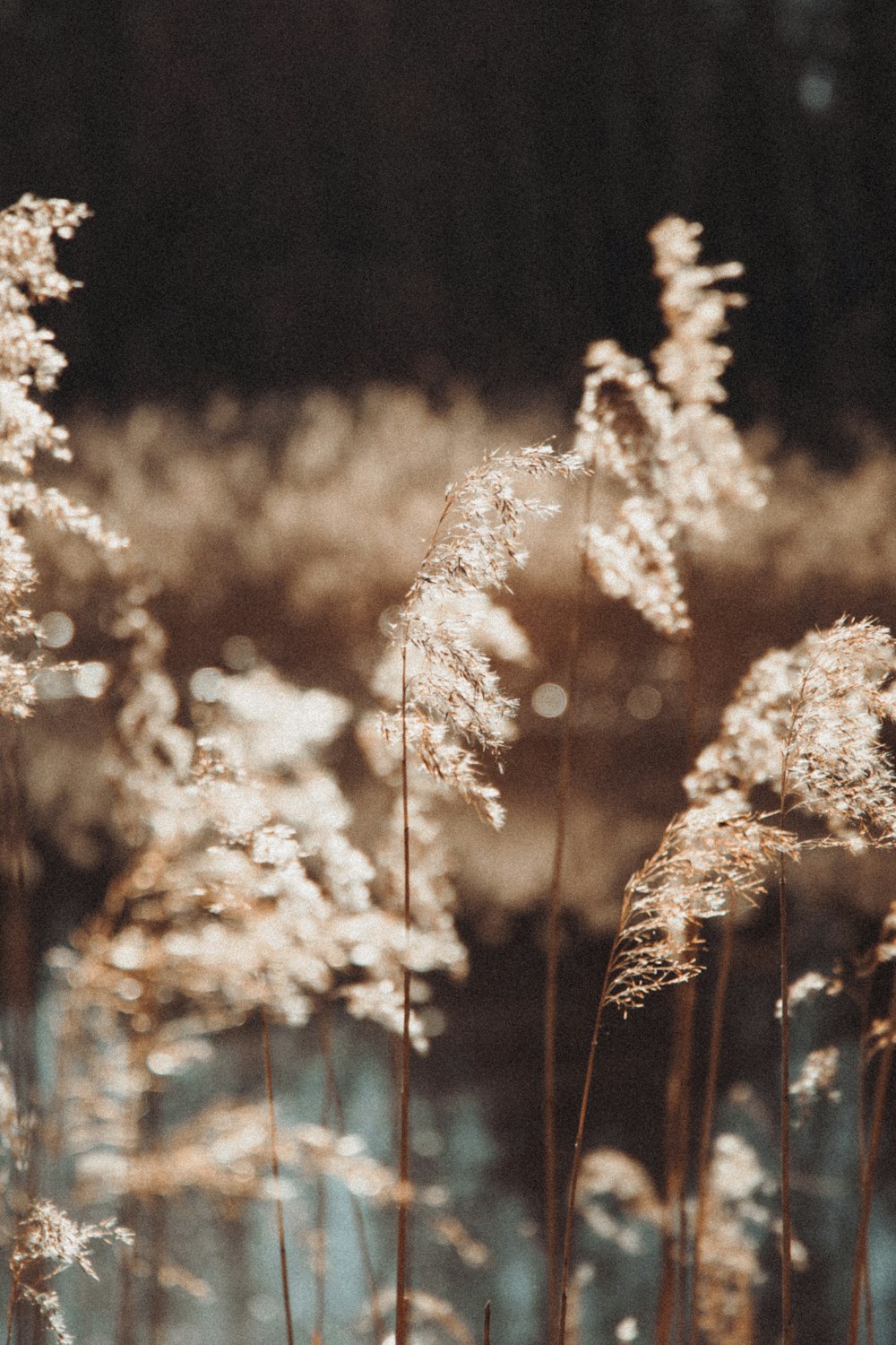 white flowers in tilt shift lens