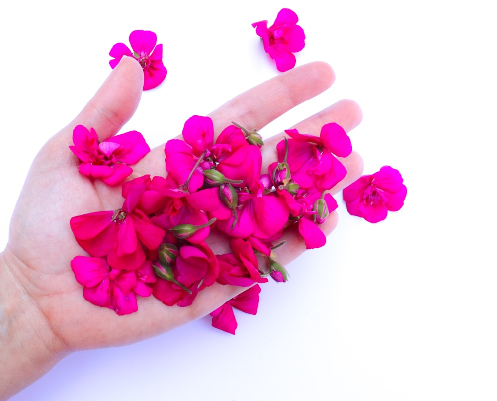 pink roses on persons palm