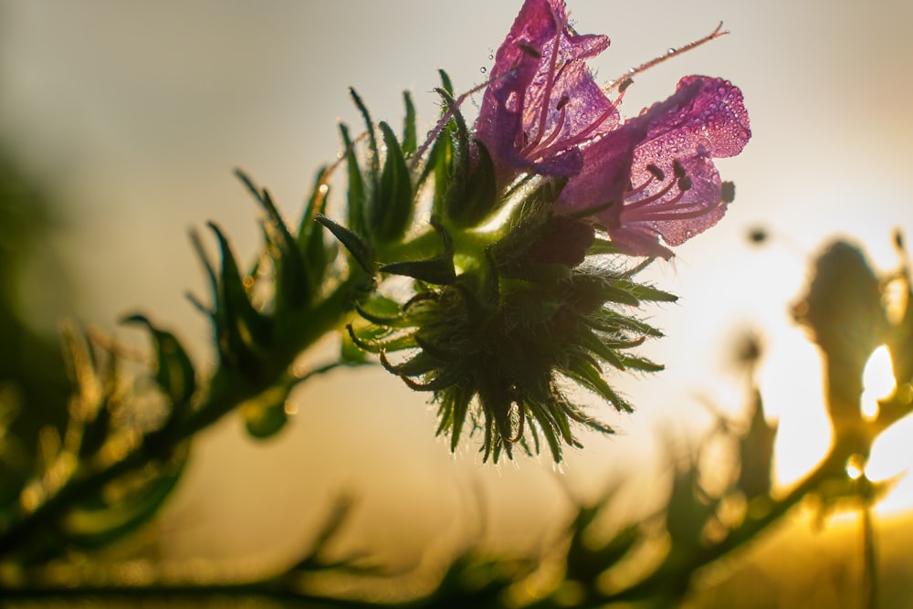 pink flower in green leaves