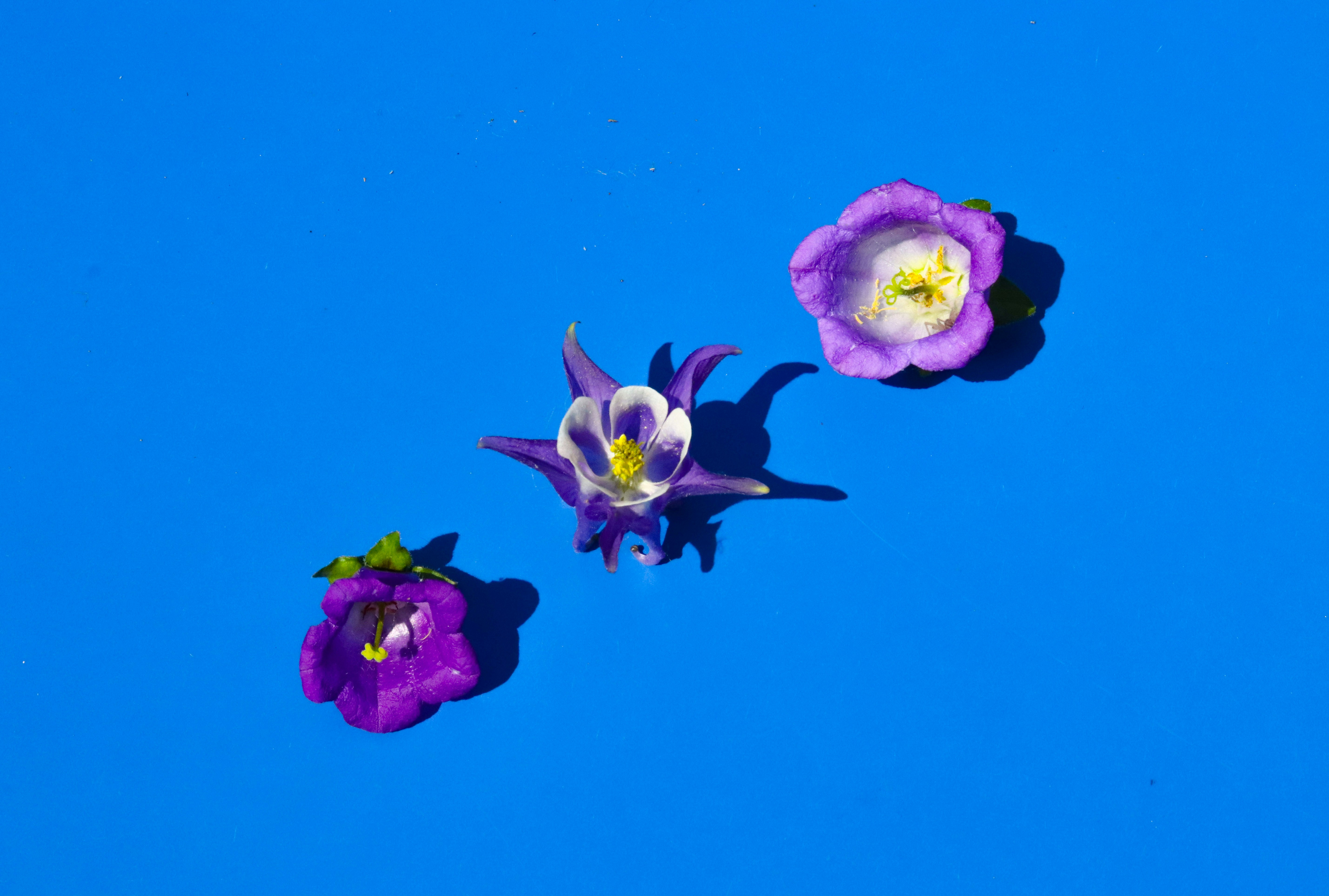 purple and white moth orchids in bloom