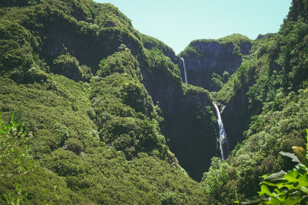 Tropical and subtropical coniferous forests photo spot Madeira Portugal