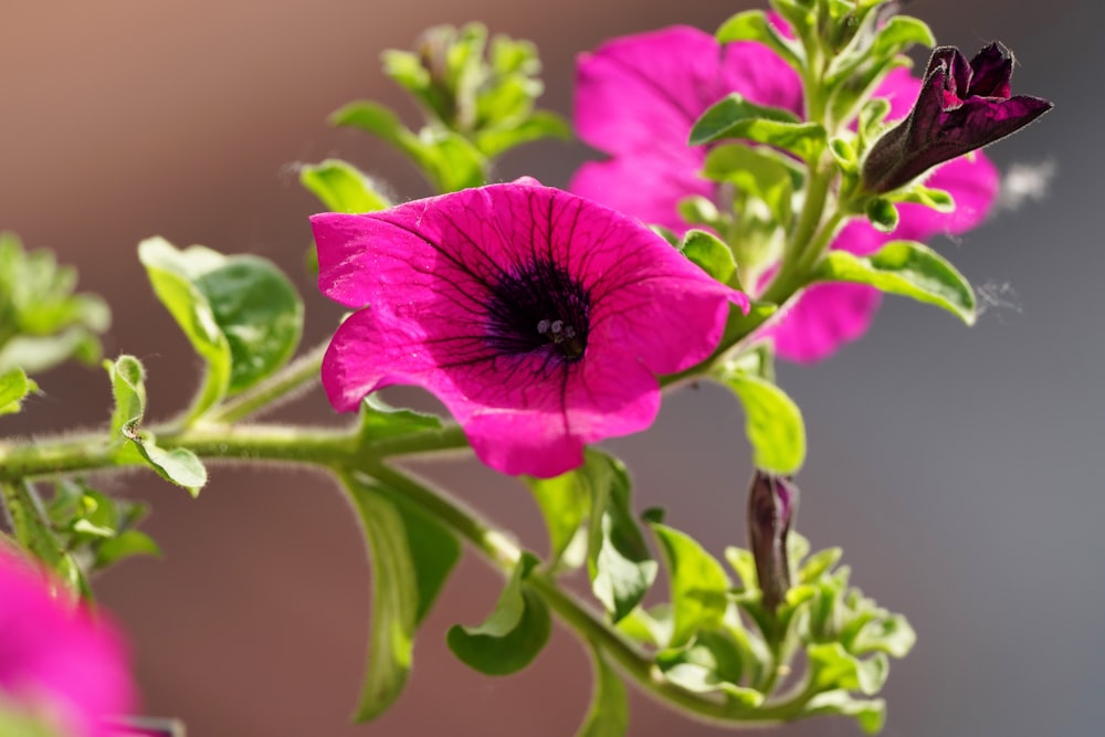 purple flower in macro shot