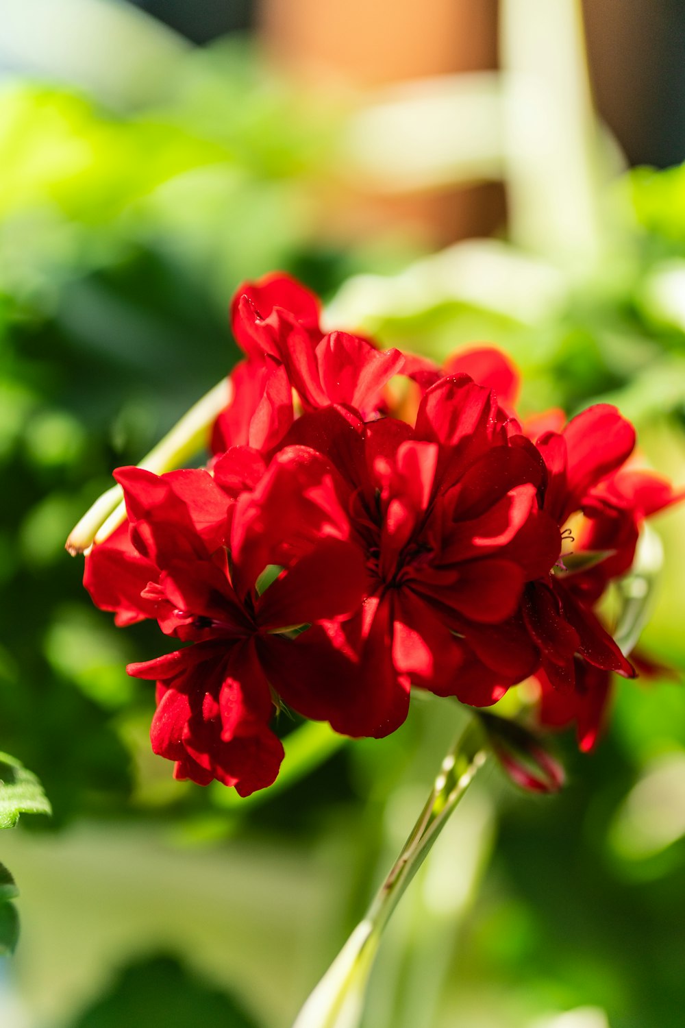 red flower in tilt shift lens