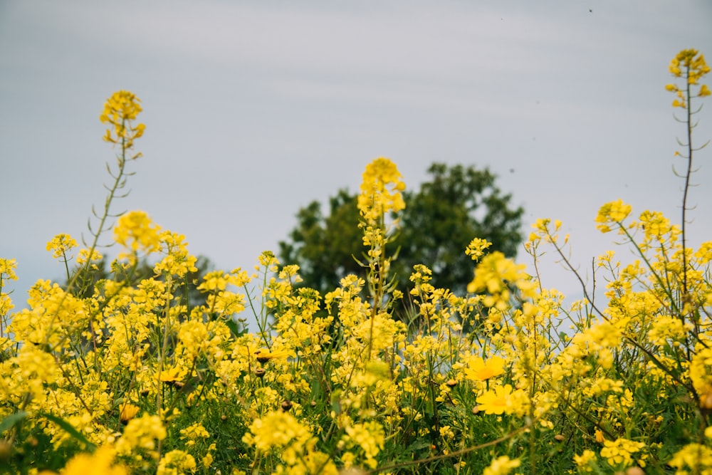 yellow flower field under blue sky during daytime