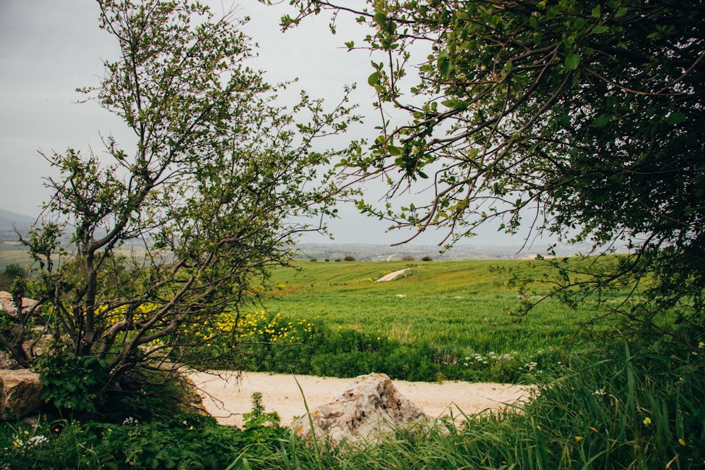 green grass field near body of water during daytime