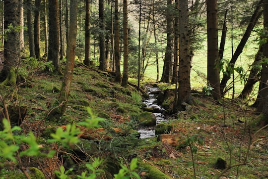 photo of Alsace Forest near Barrage Vauban