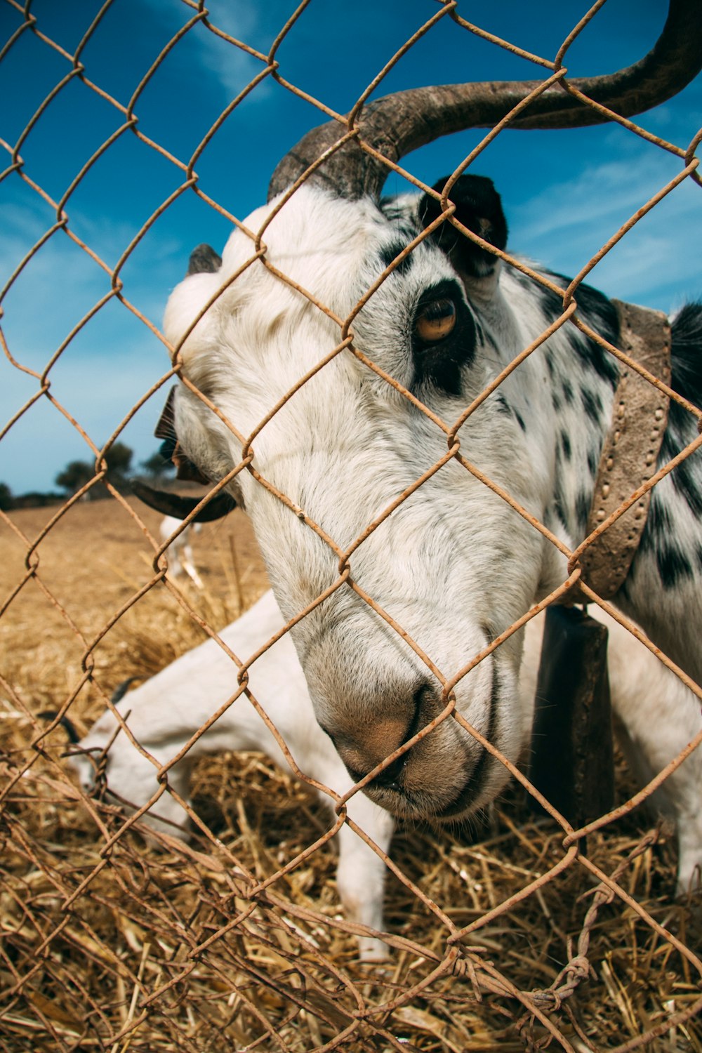 white and black cow on brown field during daytime