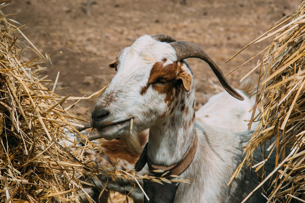 white and brown cow on brown grass during daytime