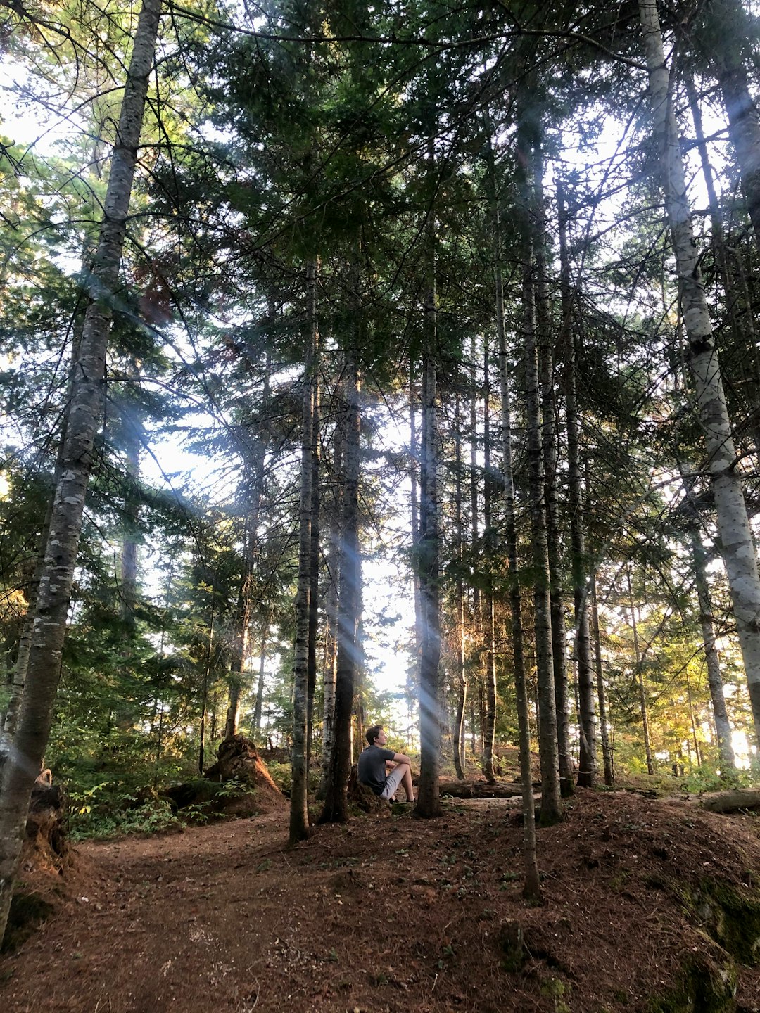 travelers stories about Forest in Sunbeam Lake, Canada