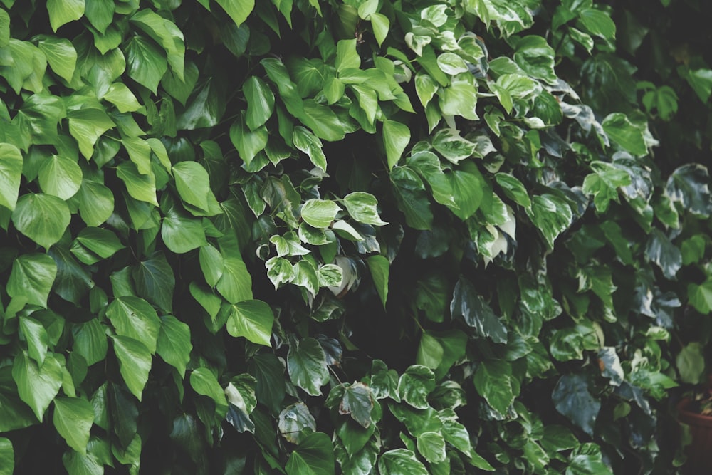 green leaves plant during daytime