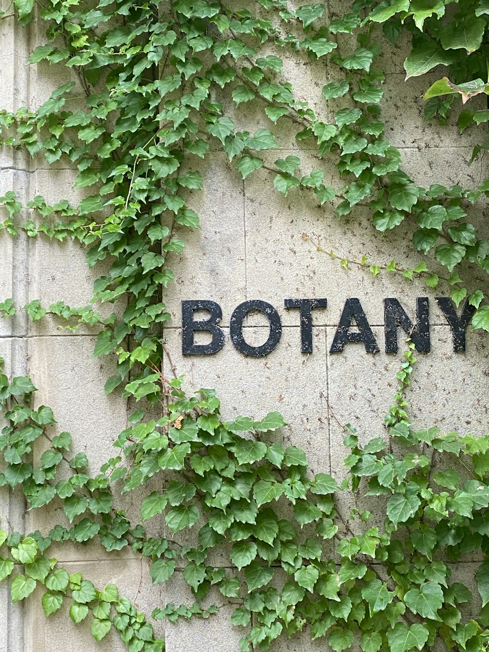 green leaves on gray concrete wall