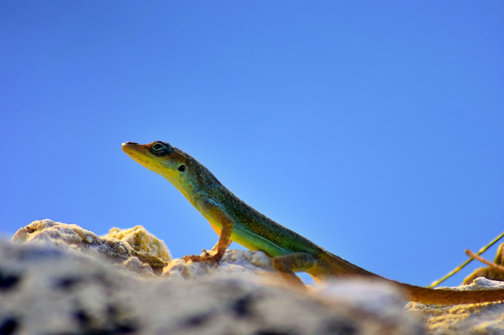 green lizard on brown rock