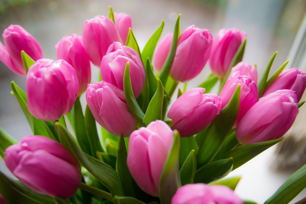 pink tulips in bloom during daytime