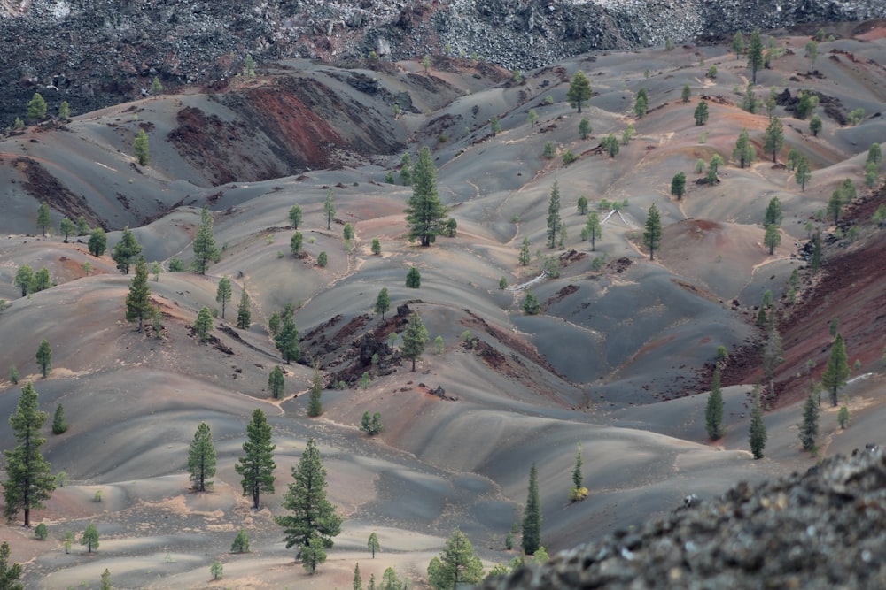 green trees on brown field during daytime