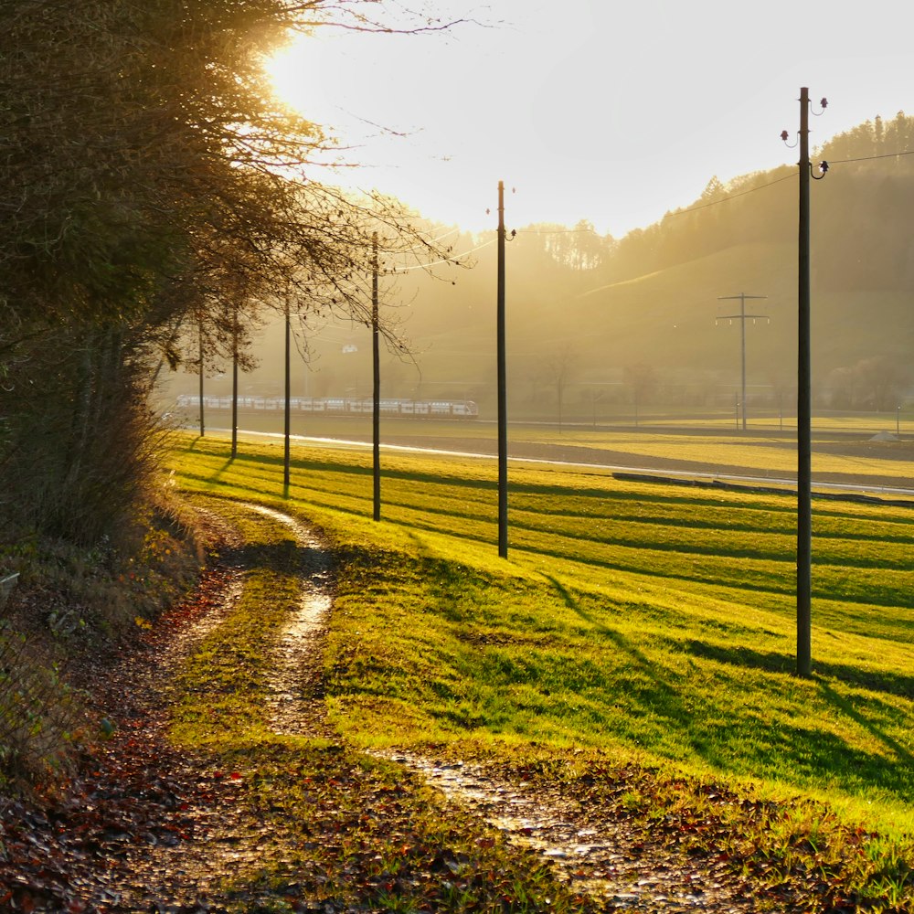 green grass field with trees during daytime