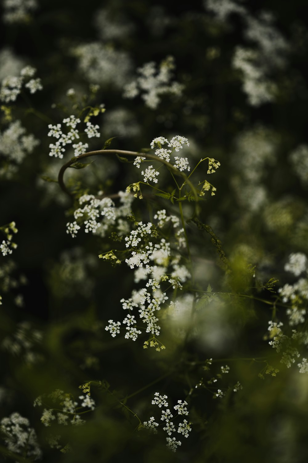 white flowers in tilt shift lens