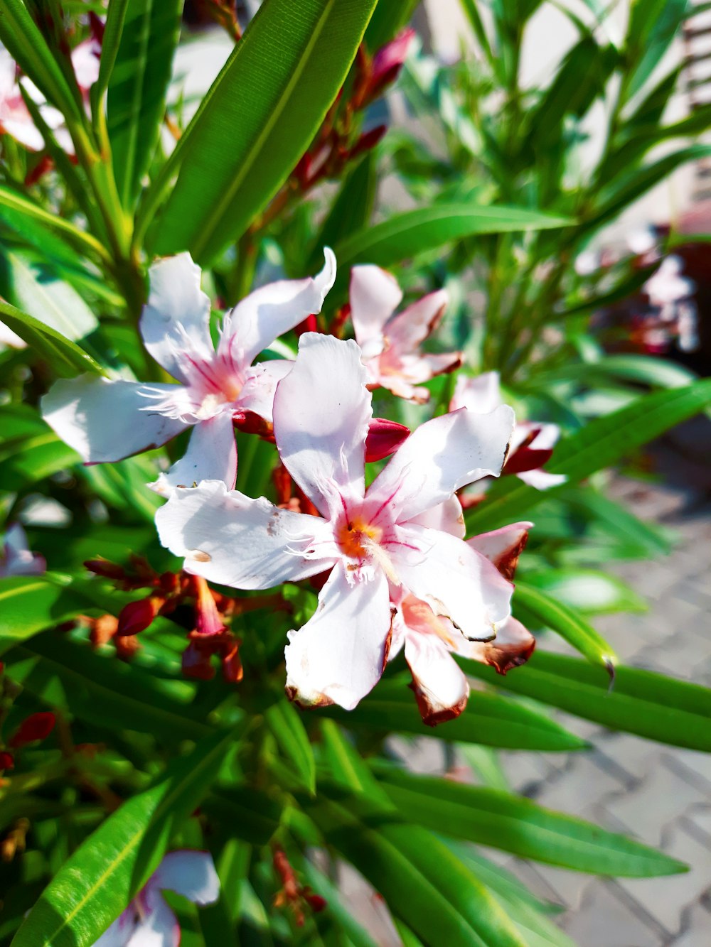 white and red flower in close up photography