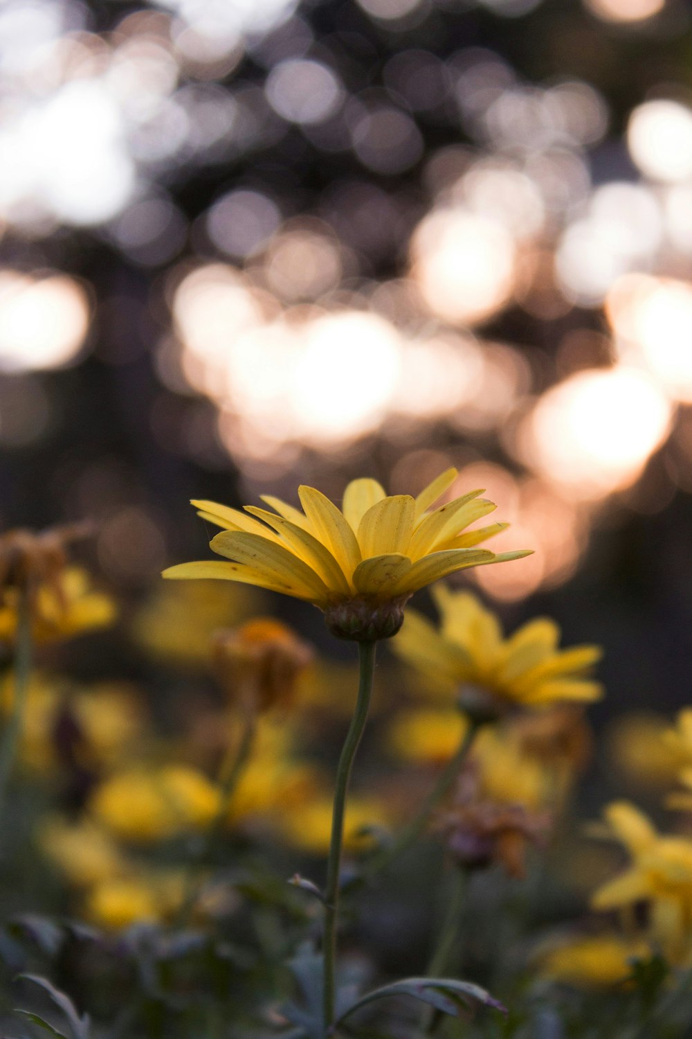 yellow flower in tilt shift lens