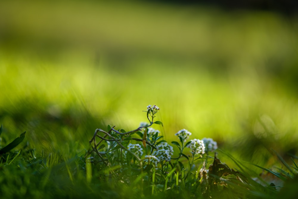 weiße Blüten auf grünem Gras tagsüber