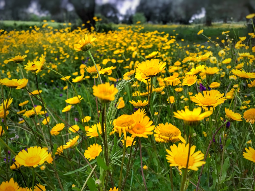 yellow flowers in tilt shift lens