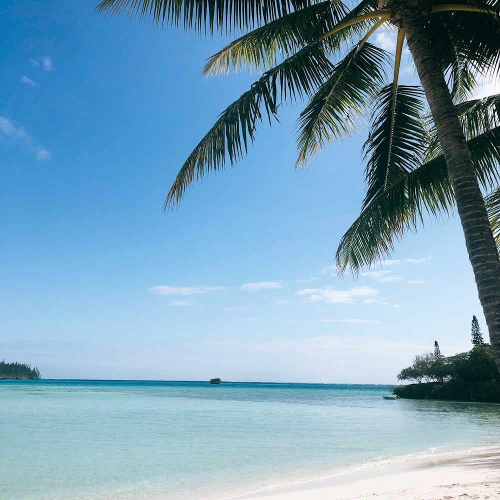 green palm tree on white sand beach during daytime