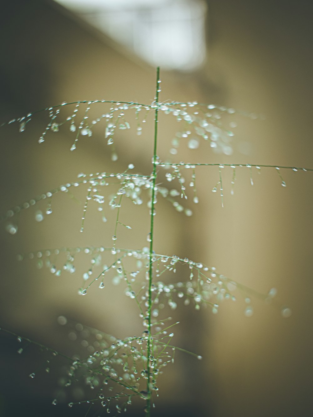 water droplets on green plant