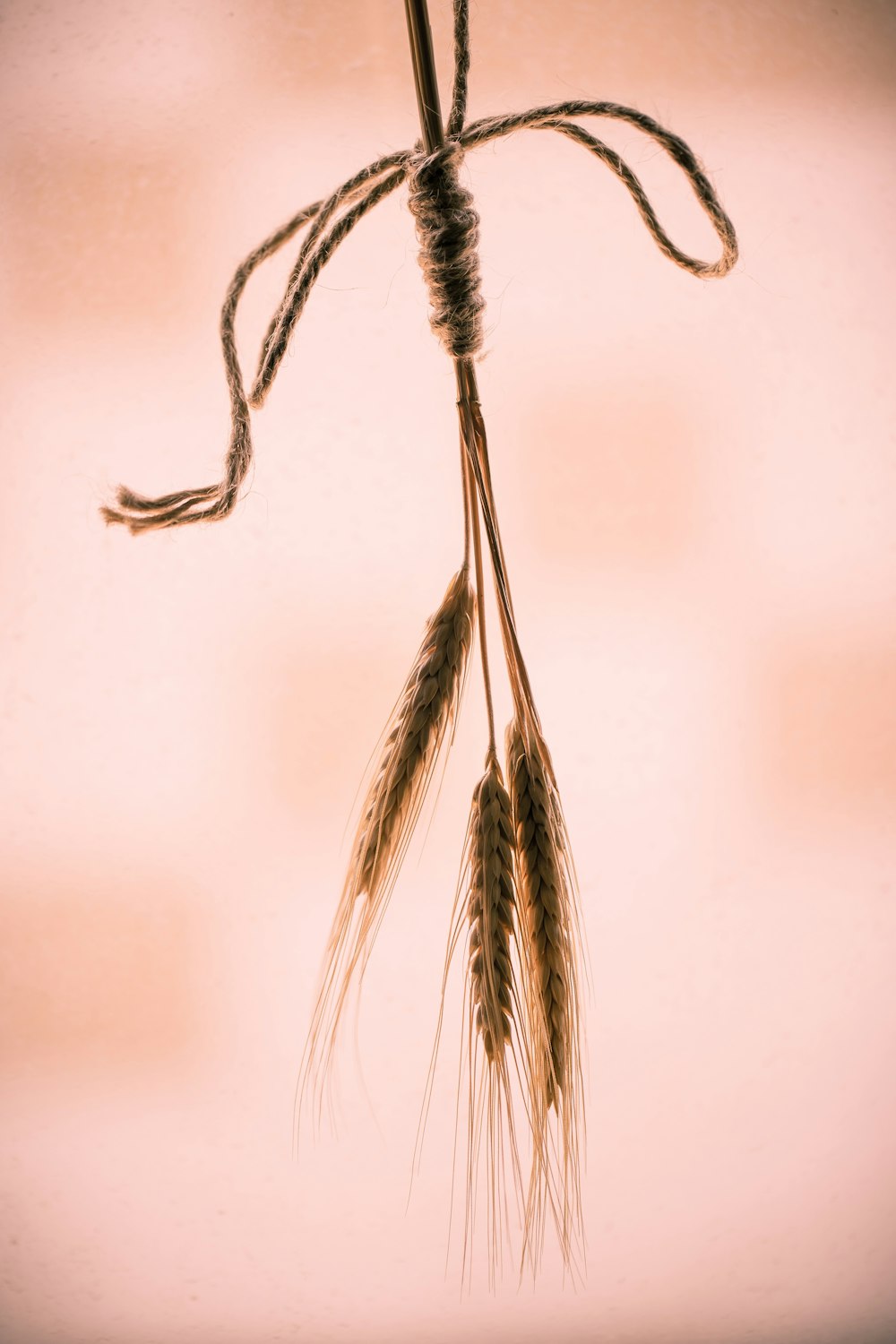 클로즈업 사진의 갈색과 흰색 깃털