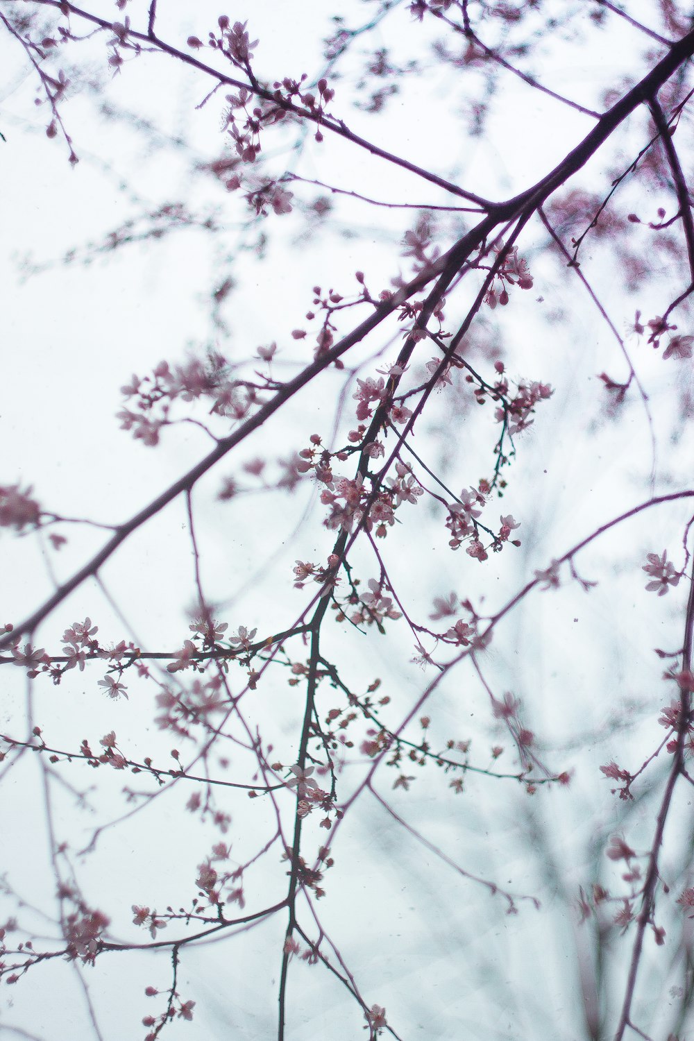 white and brown tree branch