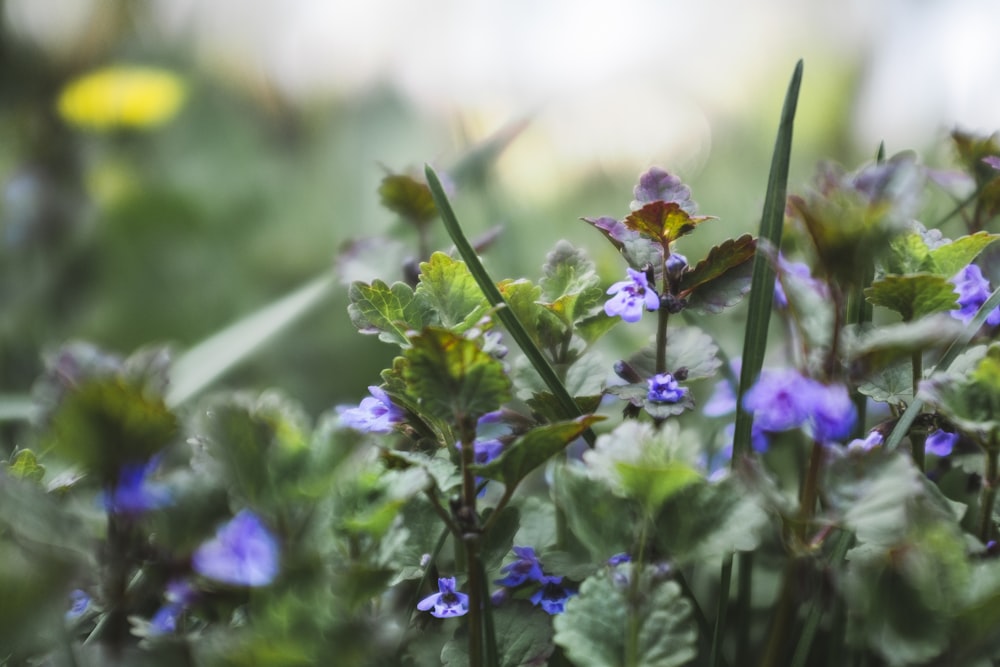 purple flower in tilt shift lens