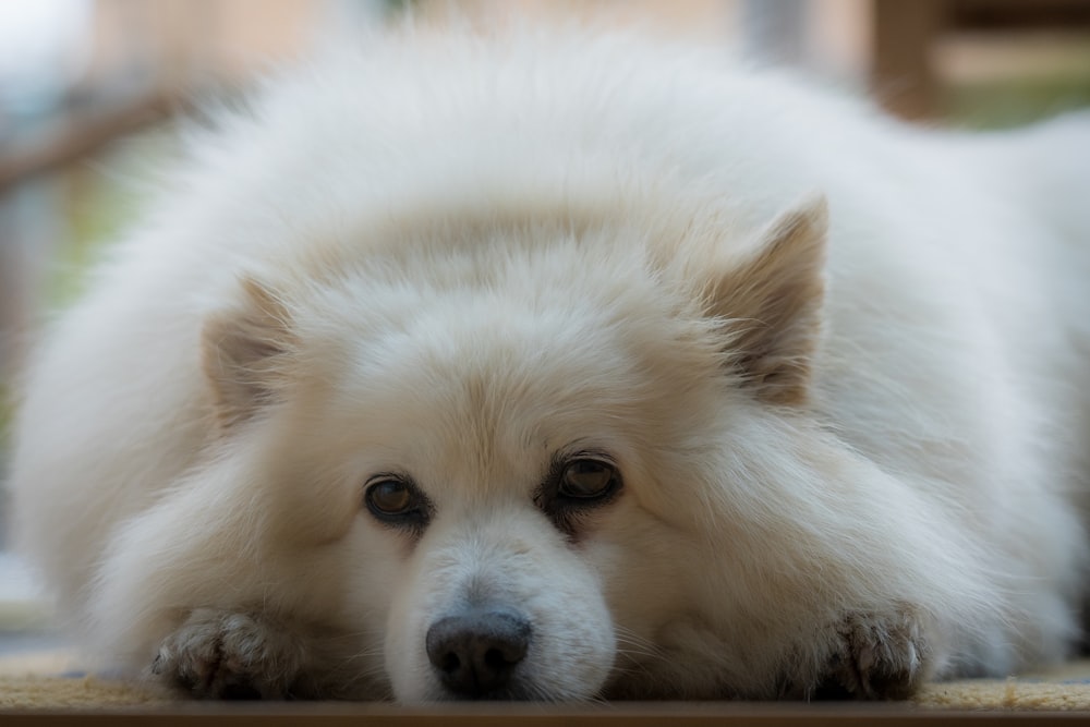 白いロングコート小型犬