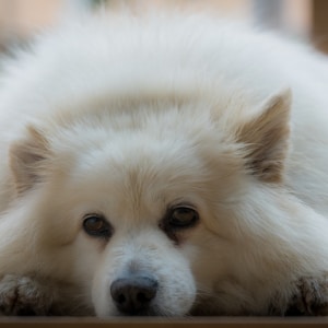 white long coat small dog