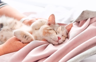 A relaxed cat lies on a soft, pale pink blanket while being gently petted by a person's hand. The cat appears content and comfortable, with its eyes closed and mouth slightly upturned.