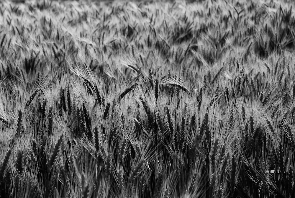 grayscale photo of grass field