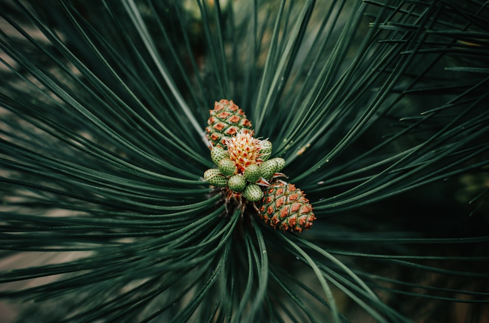 green and brown pine cone