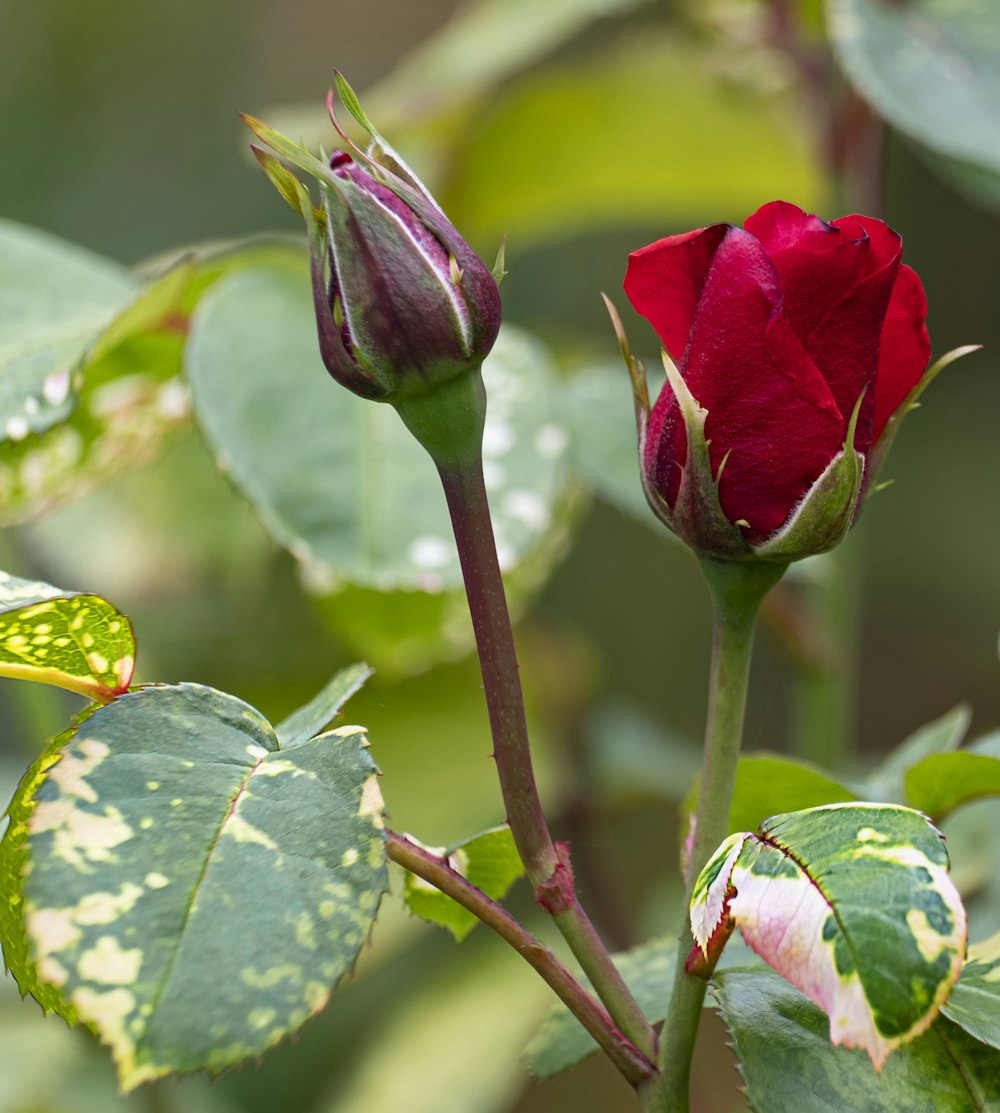 red rose in bloom during daytime