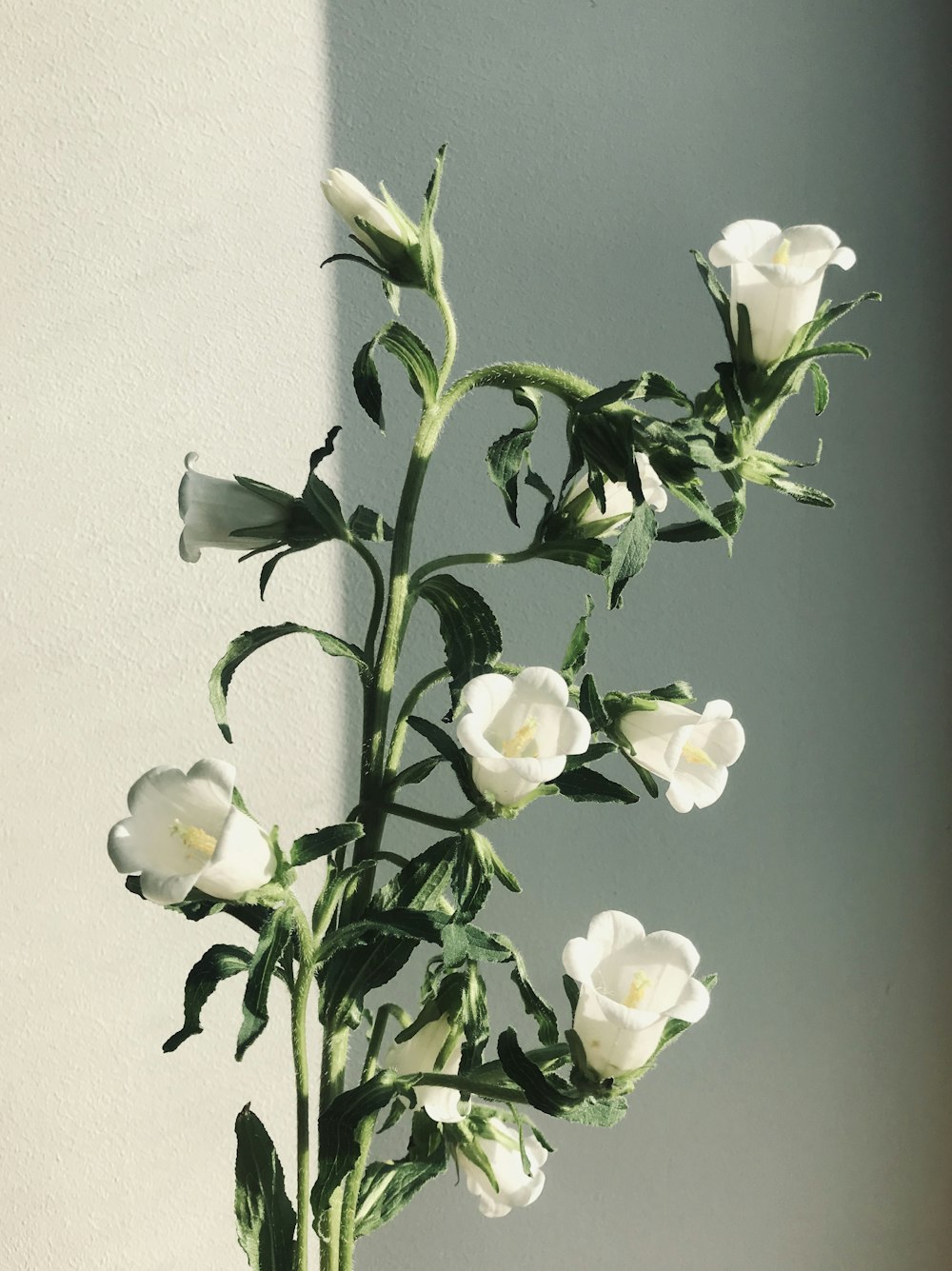 white and yellow flowers on white wall