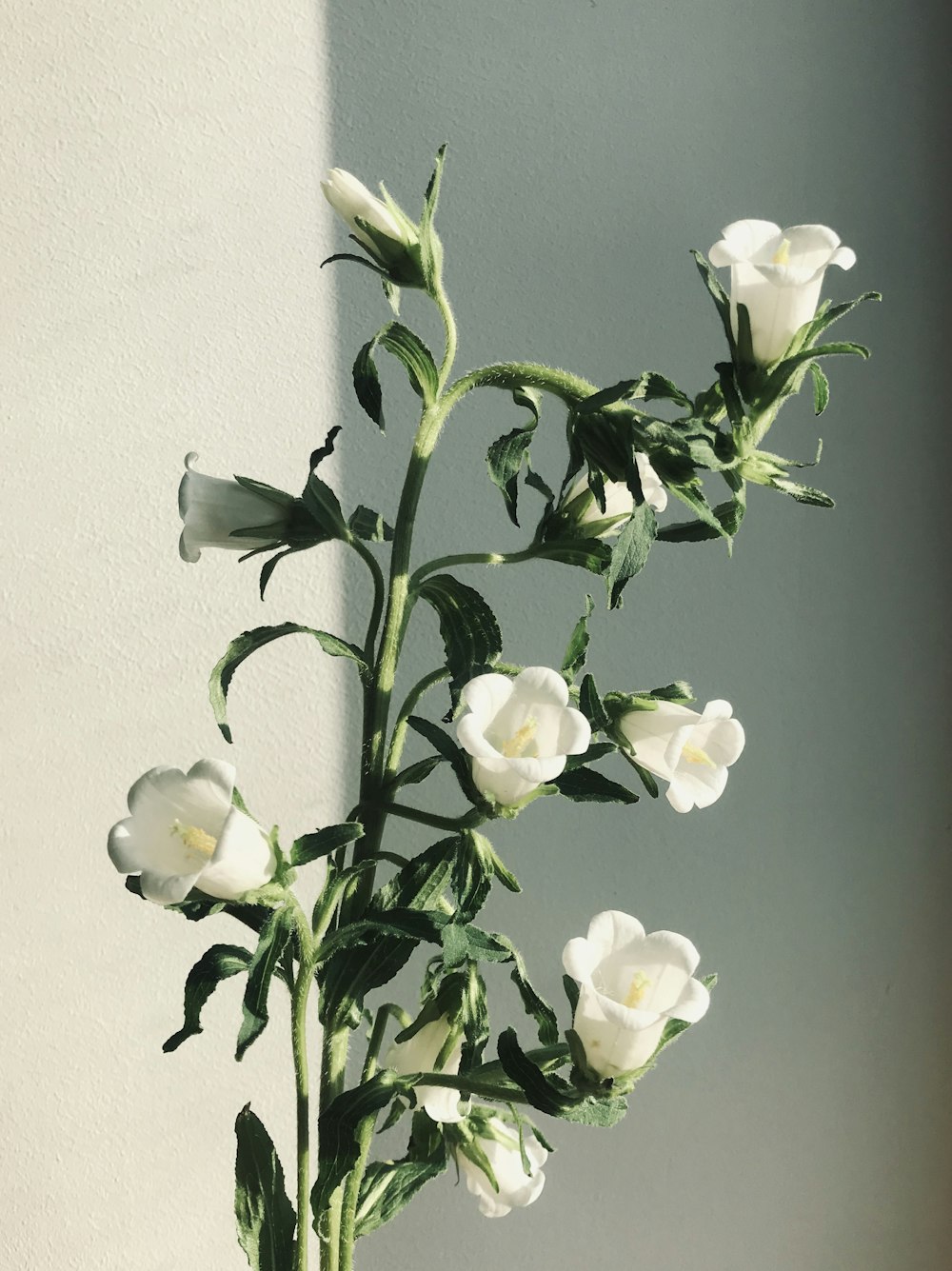weiße und gelbe Blumen an weißer Wand