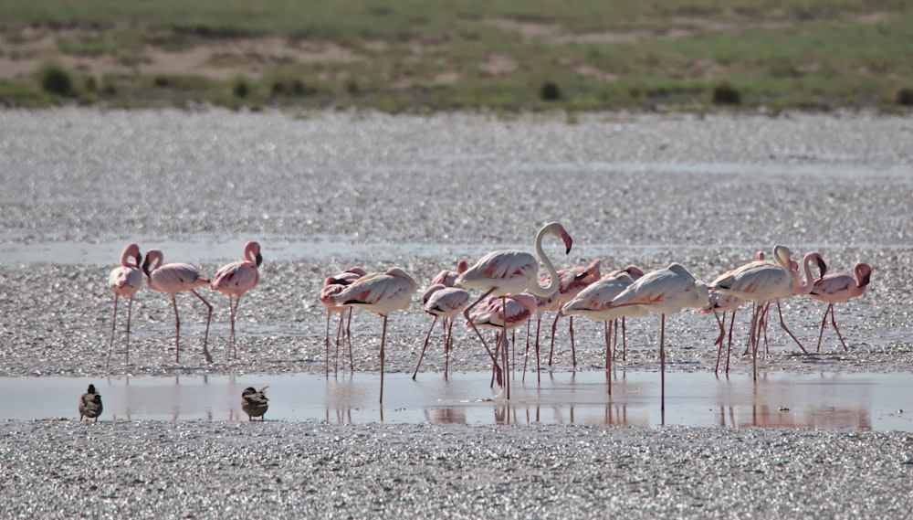 flock of flamingos on water during daytime