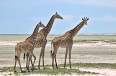three brown giraffe on seashore during daytime