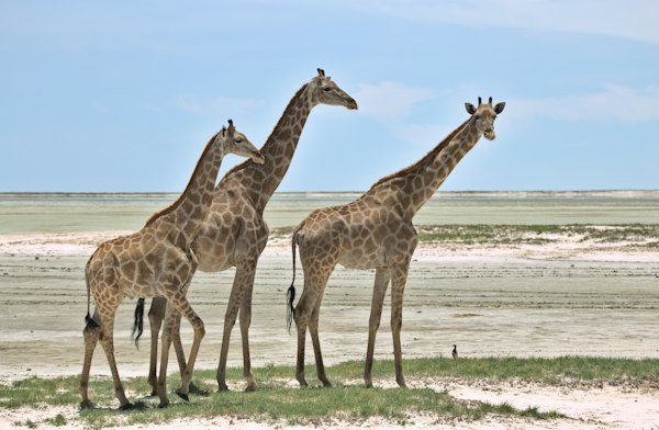 Giraffes on the edge of the pan — Etosha, Namibia