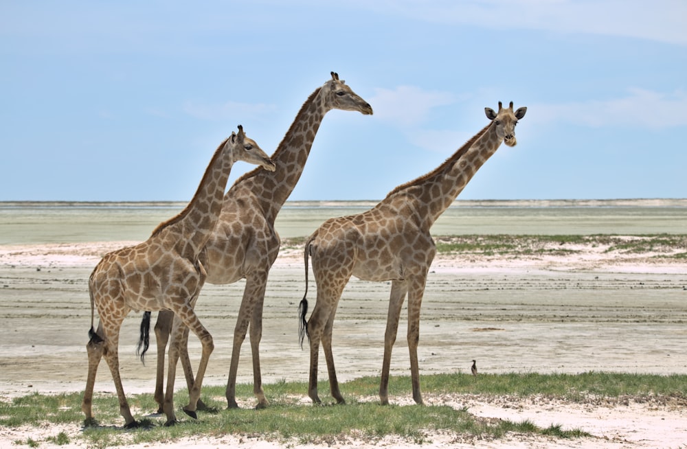 three brown giraffe on seashore during daytime