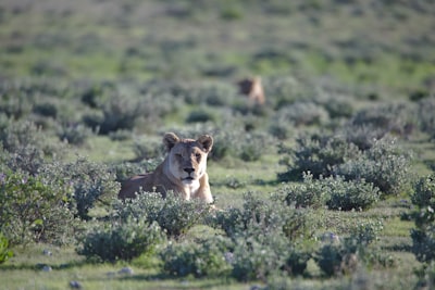 brown lioness on green grass field during daytime namibia teams background