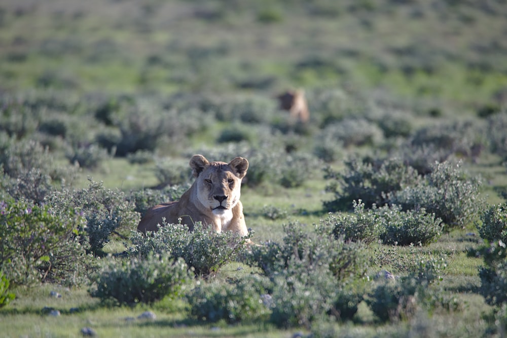 brown lioness on green grass field during daytime