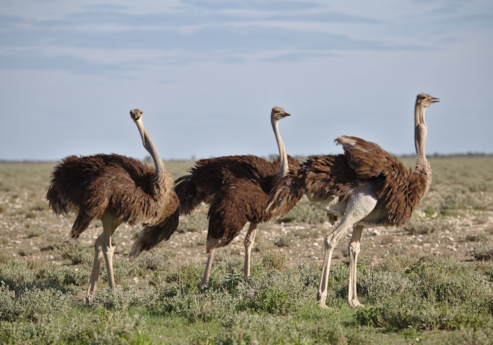 avestruz marrom no campo de grama marrom durante o dia
