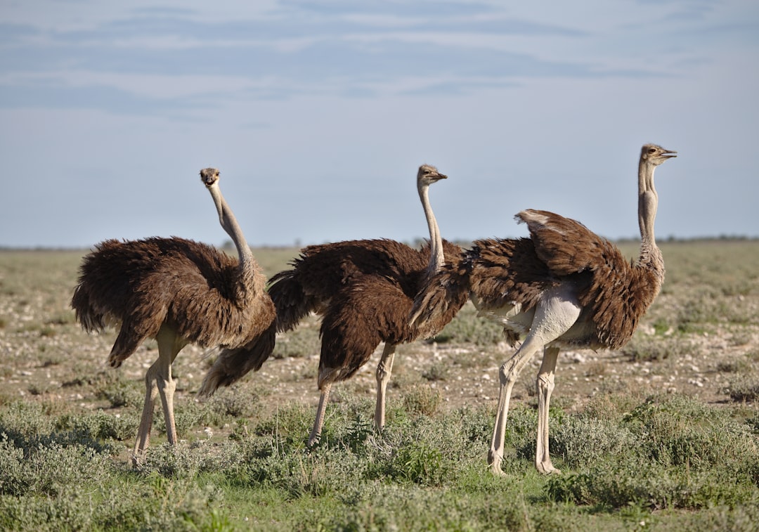  brown ostrich on brown grass field during daytime ostrich