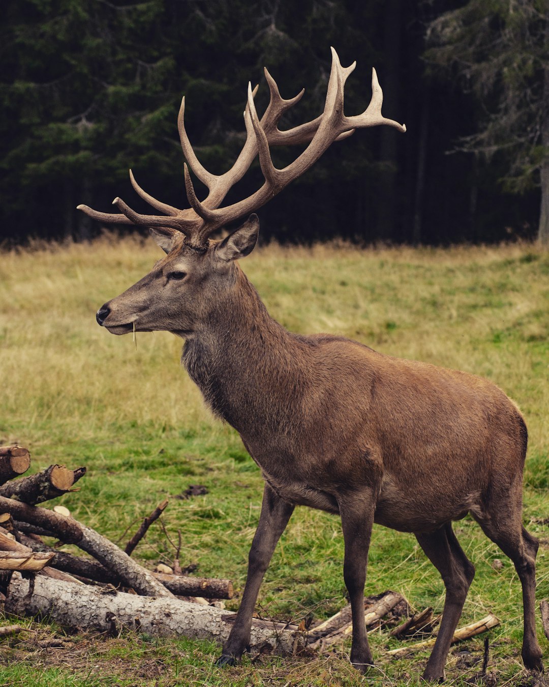  brown deer on green grass field during daytime antelope