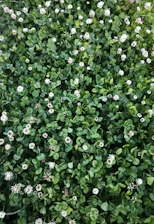 green plant with white flowers